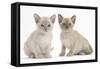 Two Burmese Kittens, 7 Weeks-Mark Taylor-Framed Stretched Canvas