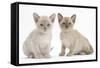 Two Burmese Kittens, 7 Weeks-Mark Taylor-Framed Stretched Canvas