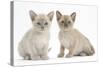 Two Burmese Kittens, 7 Weeks-Mark Taylor-Stretched Canvas