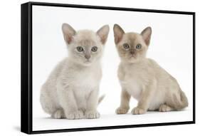 Two Burmese Kittens, 7 Weeks-Mark Taylor-Framed Stretched Canvas