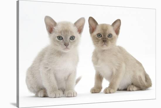 Two Burmese Kittens, 7 Weeks-Mark Taylor-Stretched Canvas