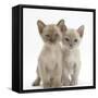 Two Burmese Kittens, 7 Weeks-Mark Taylor-Framed Stretched Canvas