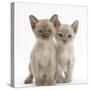 Two Burmese Kittens, 7 Weeks-Mark Taylor-Stretched Canvas