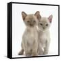 Two Burmese Kittens, 7 Weeks-Mark Taylor-Framed Stretched Canvas