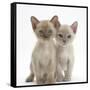 Two Burmese Kittens, 7 Weeks-Mark Taylor-Framed Stretched Canvas