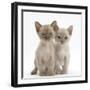 Two Burmese Kittens, 7 Weeks-Mark Taylor-Framed Photographic Print