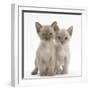 Two Burmese Kittens, 7 Weeks-Mark Taylor-Framed Photographic Print