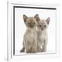 Two Burmese Kittens, 7 Weeks-Mark Taylor-Framed Photographic Print