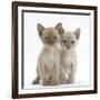 Two Burmese Kittens, 7 Weeks-Mark Taylor-Framed Photographic Print