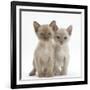 Two Burmese Kittens, 7 Weeks-Mark Taylor-Framed Photographic Print