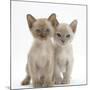 Two Burmese Kittens, 7 Weeks-Mark Taylor-Mounted Photographic Print