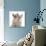 Two Burmese Kittens, 7 Weeks-Mark Taylor-Photographic Print displayed on a wall