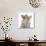 Two Burmese Kittens, 7 Weeks-Mark Taylor-Photographic Print displayed on a wall