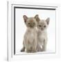 Two Burmese Kittens, 7 Weeks-Mark Taylor-Framed Photographic Print