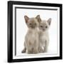 Two Burmese Kittens, 7 Weeks-Mark Taylor-Framed Photographic Print