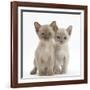 Two Burmese Kittens, 7 Weeks-Mark Taylor-Framed Photographic Print