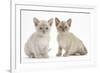 Two Burmese Kittens, 7 Weeks-Mark Taylor-Framed Photographic Print