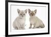 Two Burmese Kittens, 7 Weeks-Mark Taylor-Framed Photographic Print