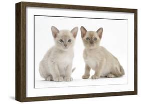 Two Burmese Kittens, 7 Weeks-Mark Taylor-Framed Photographic Print