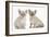 Two Burmese Kittens, 7 Weeks-Mark Taylor-Framed Photographic Print