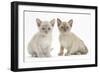 Two Burmese Kittens, 7 Weeks-Mark Taylor-Framed Photographic Print