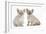 Two Burmese Kittens, 7 Weeks-Mark Taylor-Framed Photographic Print