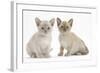 Two Burmese Kittens, 7 Weeks-Mark Taylor-Framed Photographic Print