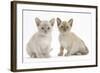 Two Burmese Kittens, 7 Weeks-Mark Taylor-Framed Photographic Print