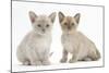 Two Burmese Kittens, 7 Weeks-Mark Taylor-Mounted Photographic Print
