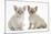 Two Burmese Kittens, 7 Weeks-Mark Taylor-Mounted Photographic Print