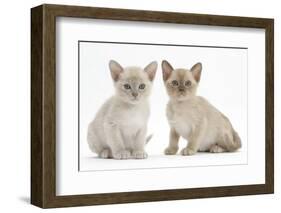 Two Burmese Kittens, 7 Weeks-Mark Taylor-Framed Photographic Print