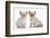 Two Burmese Kittens, 7 Weeks-Mark Taylor-Framed Photographic Print