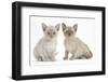 Two Burmese Kittens, 7 Weeks-Mark Taylor-Framed Photographic Print
