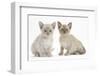 Two Burmese Kittens, 7 Weeks-Mark Taylor-Framed Photographic Print