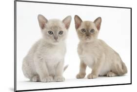 Two Burmese Kittens, 7 Weeks-Mark Taylor-Mounted Photographic Print