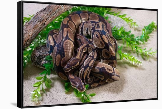 Two Burmese pythons (Python bivittatus) in zoo-null-Framed Stretched Canvas