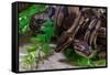 Two Burmese pythons (Python bivittatus) in zoo-null-Framed Stretched Canvas