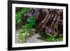 Two Burmese pythons (Python bivittatus) in zoo-null-Framed Photographic Print