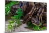 Two Burmese pythons (Python bivittatus) in zoo-null-Mounted Photographic Print