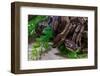 Two Burmese pythons (Python bivittatus) in zoo-null-Framed Photographic Print