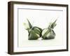 Two Burrata (S. Italian Cheese Speciality)-Luzia Ellert-Framed Photographic Print