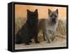 Two Cairn Terriers of Different Coat Colours-Petra Wegner-Framed Stretched Canvas