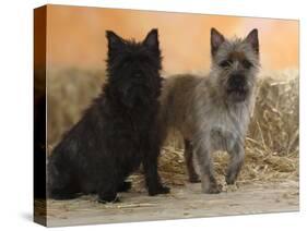 Two Cairn Terriers of Different Coat Colours-Petra Wegner-Stretched Canvas