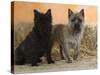 Two Cairn Terriers of Different Coat Colours-Petra Wegner-Stretched Canvas
