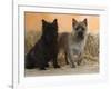 Two Cairn Terriers of Different Coat Colours-Petra Wegner-Framed Photographic Print