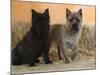 Two Cairn Terriers of Different Coat Colours-Petra Wegner-Mounted Photographic Print