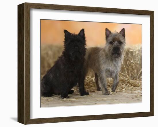 Two Cairn Terriers of Different Coat Colours-Petra Wegner-Framed Photographic Print