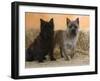 Two Cairn Terriers of Different Coat Colours-Petra Wegner-Framed Photographic Print