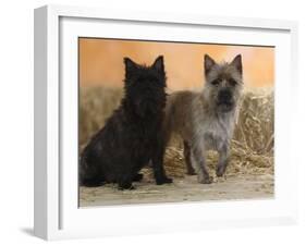 Two Cairn Terriers of Different Coat Colours-Petra Wegner-Framed Photographic Print