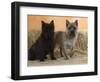 Two Cairn Terriers of Different Coat Colours-Petra Wegner-Framed Photographic Print